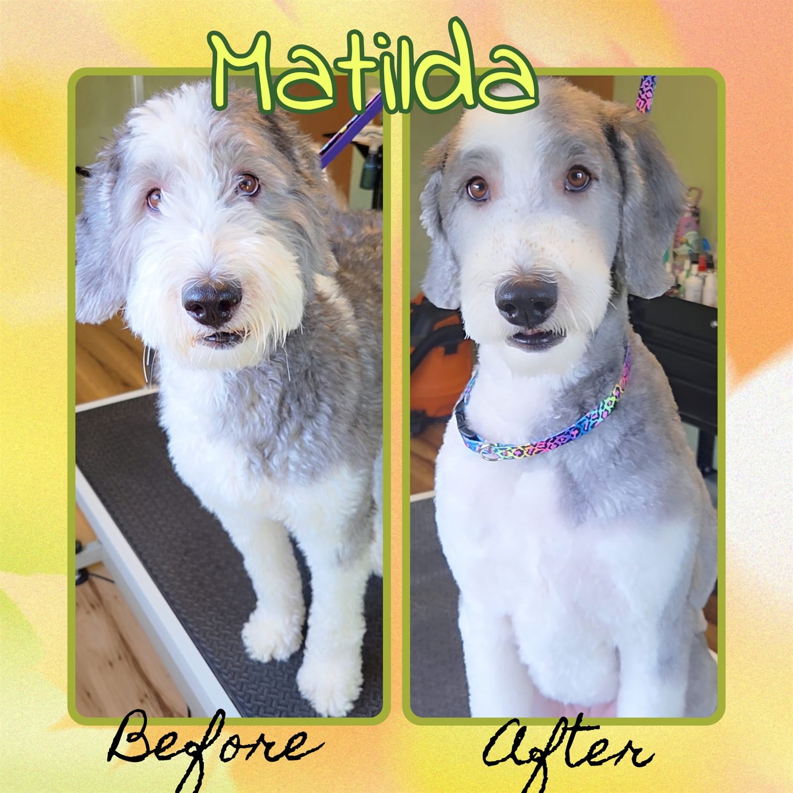 Before and after groom by Becca — Matilda
