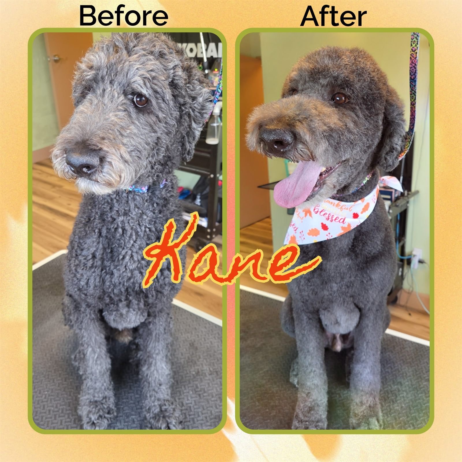Before and after groom by Becca — Kane
