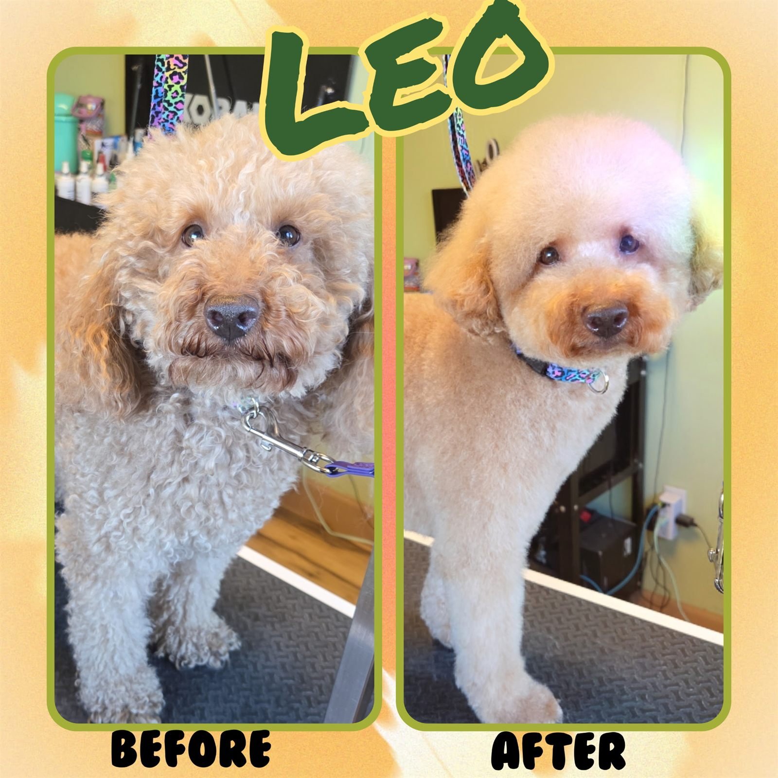 Before and after groom by Becca — Leo